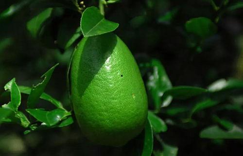 香水柠檬爆料视频大全下载,揭秘时尚圈幕后故事